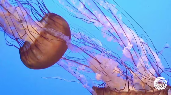 Image: Jelly cam