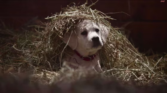 Puppies and farms can protect kids from asthma, a new study finds