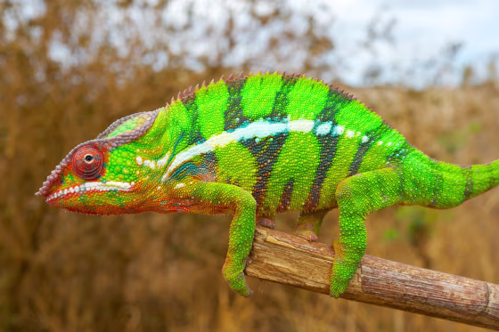 Image: Chameleon