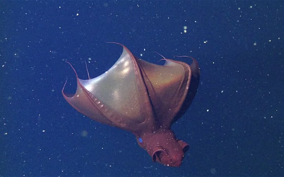 Image: Vampire squid