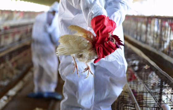 Image: An Indian health worker wrings the neck of a chicken