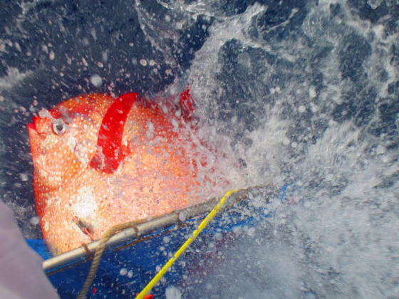 An opah is released with sensors to track temperatures as it dives off the California Coast in this undated handout photo provided by NOAA Fisheries/Southwest Fisheries Science Center. 