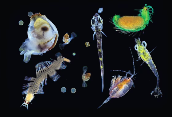 Image: Plankton
