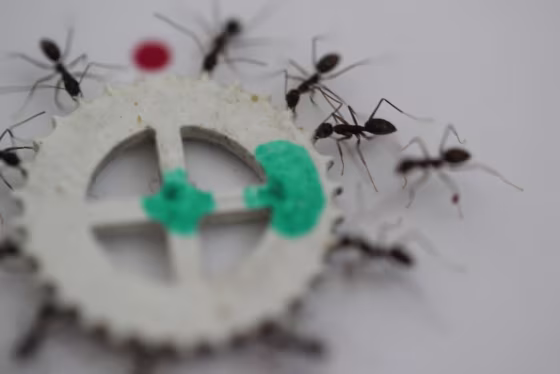 Longhorn crazy ants cooperate to carry an item during the experiment.