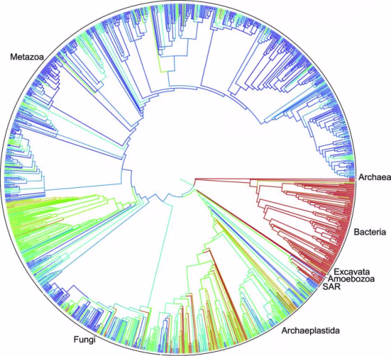 A simplified representation of the combined tree of life - even the smallest nodes may split further into thousands of species. (Humans are somewhere in the 'metazoa' branch making up the top half.)