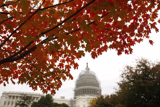 Image: Autumn leaves over the Capitol the morning after the elections in Washington