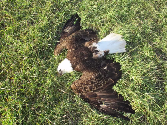 Image: Dead Bald Eagle Maryland