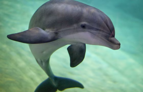 Image: A bottlenose dolphin