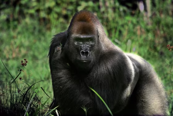 Image: Makumba