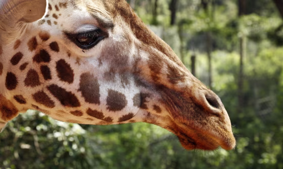 Image: A giraffe at the Giraffe Centre in Karen