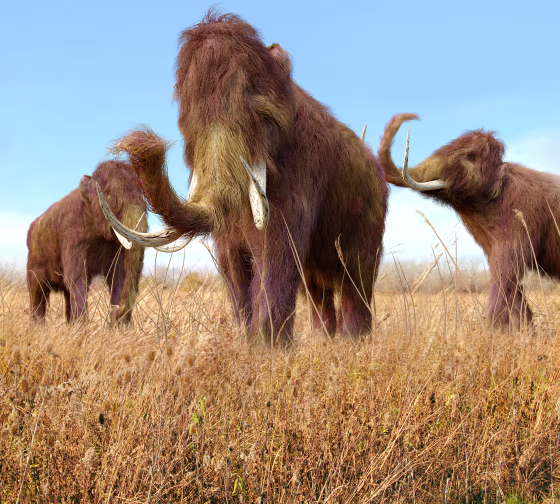 Woolly Mammoths Grazing In Grassland