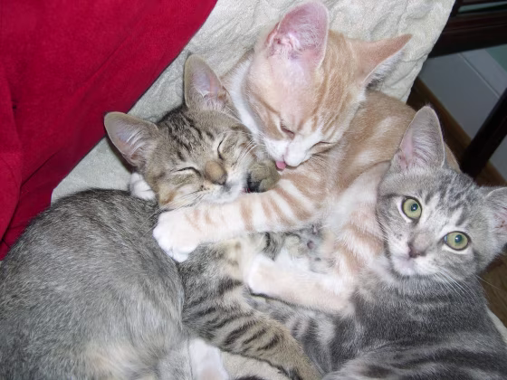 H7N2 avian influenza has been found at in cats in a new York shelter. Almost all the cats are recovering. These shelter cats were not affected
