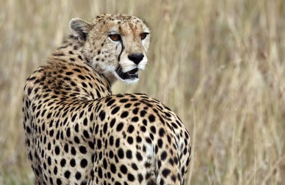 Image: A cheetah observes the plains in Masai Mara game reserve