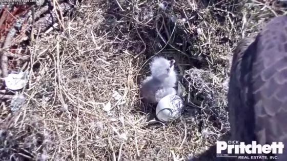 Image: The first eaglet broke free of its shell early Saturday