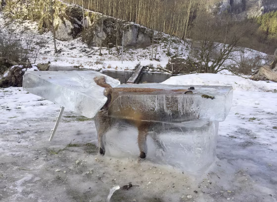 Image: Fox in a block of ice