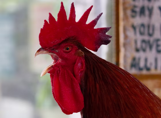 Image: A giant red fire rooster