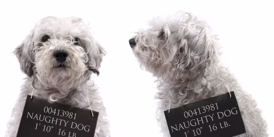 Image: Mug shots of a disheveled dog