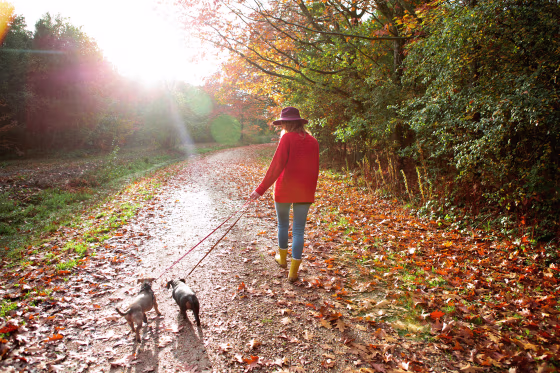 Image: A woman walks dogs in an autumn woodland