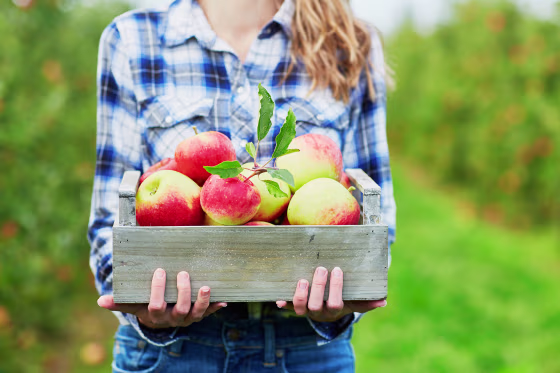 Images: Apples