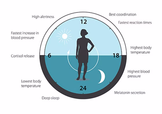 The circadian helps to regulate sleep patterns, feeding behavior, hormone release, blood pressure and body temperature. A large proportion of our genes are regulated by the clock.