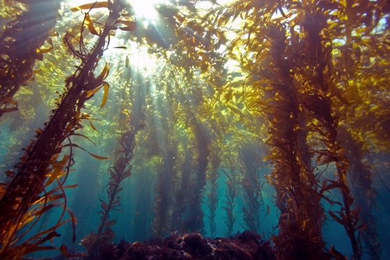 Sunlight through kelp forest
