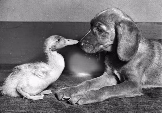Puppy Nose to Nose with Duck