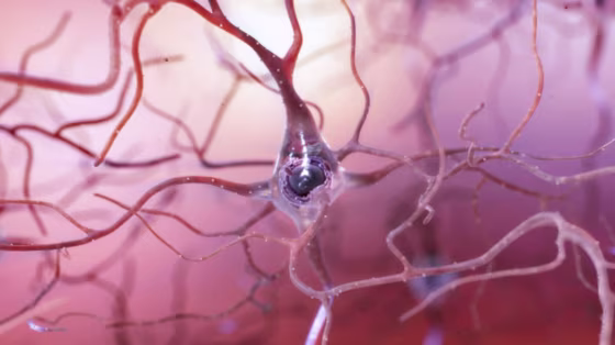 Image: Healthy Neuron