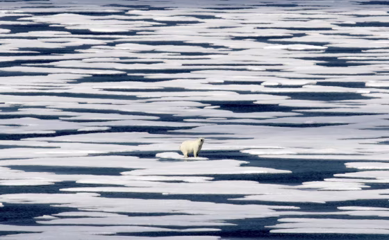 Image: A polar bear stands on the ice in the Franklin Strait in the Canadian Arctic Archipelago