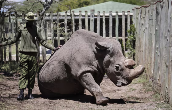Image: Sudan White Rhino