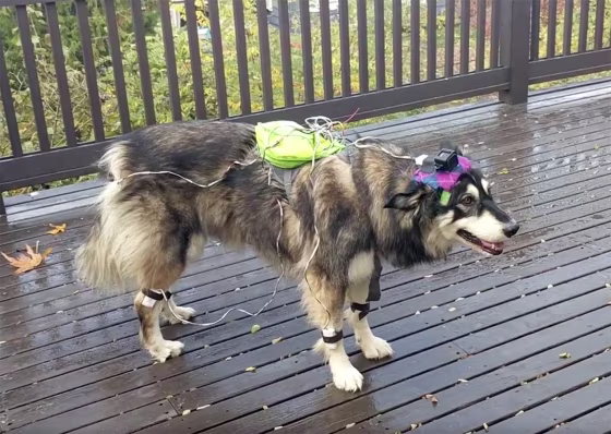Image: Canine AI
