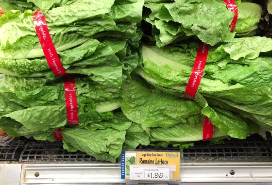 Image: Romaine Lettuce E Coli Outbreak
