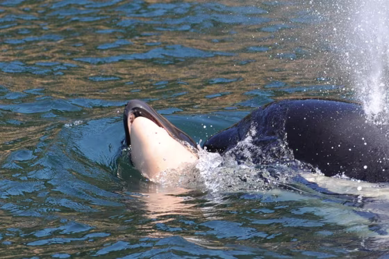 The mother of a dead orca calf pushes its body near Victoria, British Columbia, on Wednesday, a day after it was born.