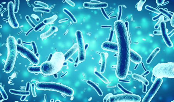 Image: Salmonella
