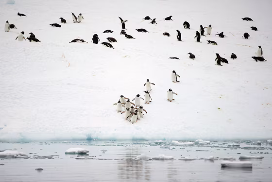 Image: The Wider Image: Journey to Antarctica: seals, penguins and glacial beauty