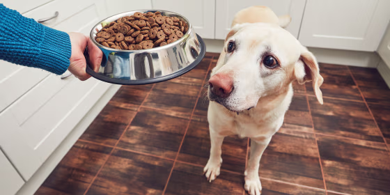 Best Dog Food