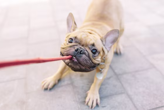 Image: French bulldog biting and pulling lead