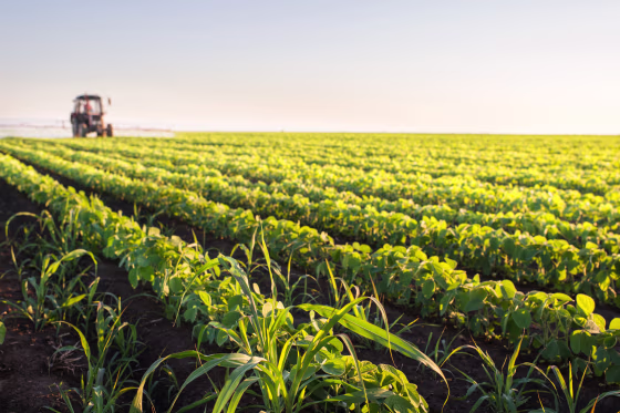 Image: Field