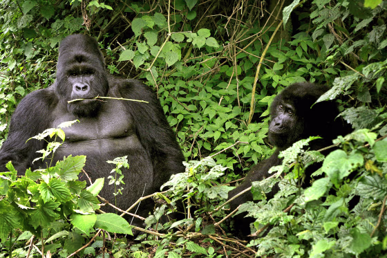 Two mountain gorillas seen in Virunga National Park, near the Uganda border in eastern Congo, in November 2008.