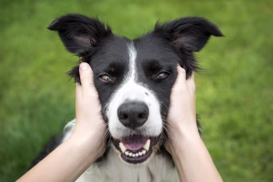 Image: A Border Collie being held by it's owner