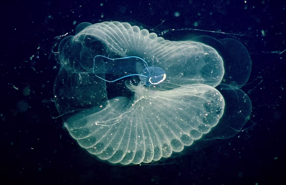 Image: Larvacean
