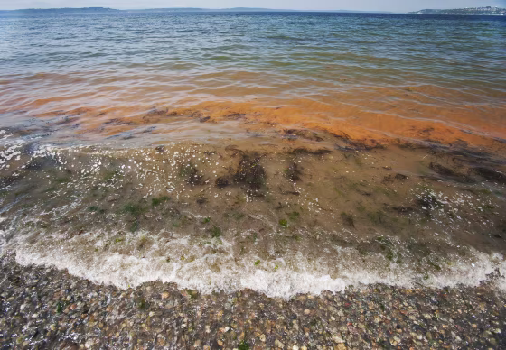 Red-tide, Puget Sound, Alki Beach, Seattle, Washington
