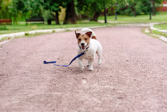 Lost dog walking with loose leash on ground happy to find its owner