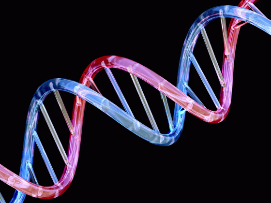 DNA double helix