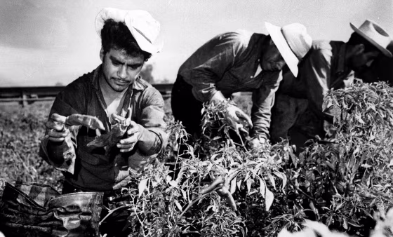 Image: Mexican migrant workers employed under the Bracero Program harvest crops in California in 1964.