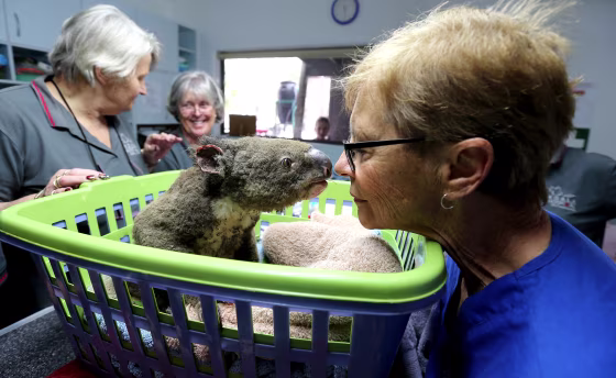 Image: Koala Hospital Works To Save Injured Animals Following Bushfires Across Eastern Australia