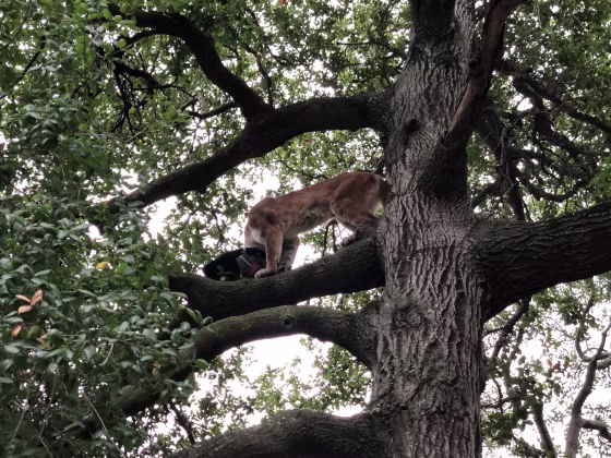 Image: A 3-year-old boy was hospitalized Monday after a mountain lion attacked him while he was walking in an Orange County, California, park with his family.