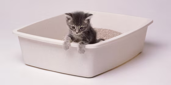 KITTEN IN LITTER BOX