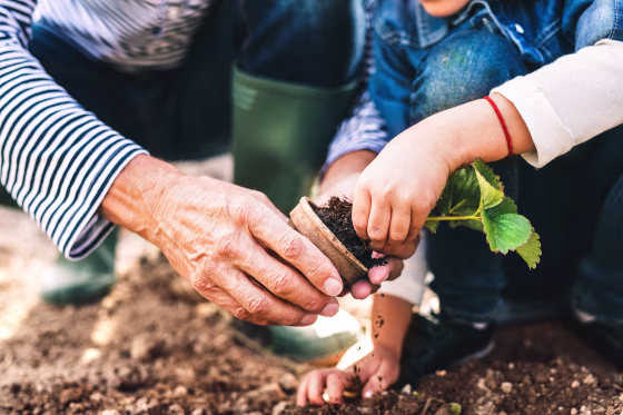 Image: Senior man with grandaughter gardening in the backyard garden.