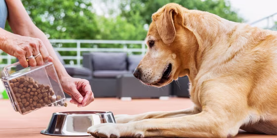 If you’re thinking about switching your dog’s food to recipes oriented for senior dogs, KT Boyle, DVM, suggests a slow transition to prevent upsetting your pup’s stomach.