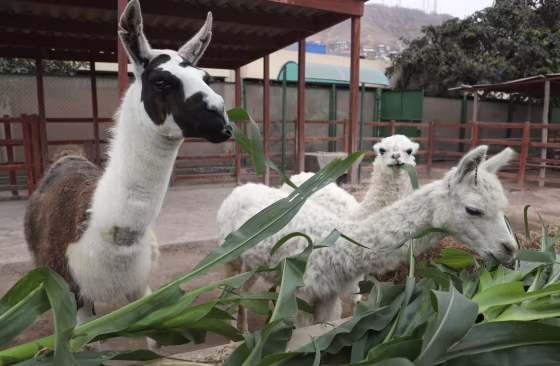 Image: Llama antibodies COVID